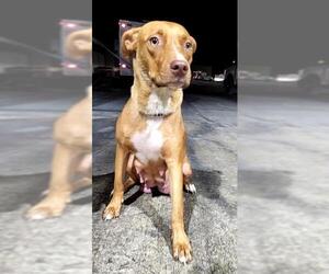 Labrador Retriever-Unknown Mix Dogs for adoption in San Antonio, TX, USA