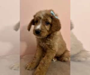 Double Doodle Puppy for sale in DOWNEY, CA, USA