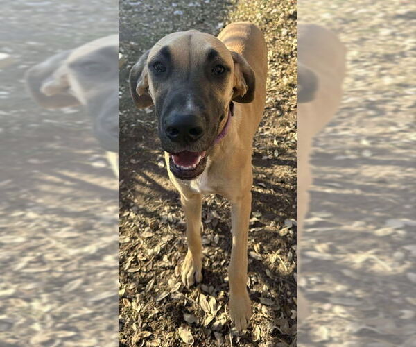 Medium Photo #2 Great Dane Puppy For Sale in PIPE CREEK, TX, USA