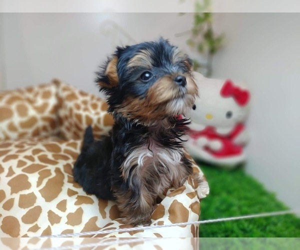 Medium Photo #3 Yorkshire Terrier Puppy For Sale in CHICAGO, IL, USA