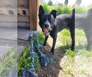 Huskies -Unknown Mix Dogs for adoption in Monte Vista, CO, USA
