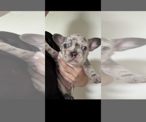 French Bulldog Puppy for sale in WARMINSTER, PA, USA