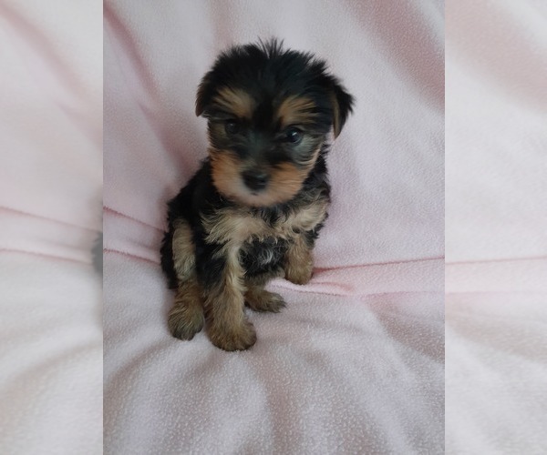 Medium Photo #3 Yorkshire Terrier Puppy For Sale in LAUREL, MS, USA