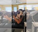 Small #19 American Pit Bull Terrier Mix