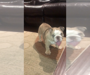English Bulldog Puppy for sale in FRIENDSWOOD, TX, USA
