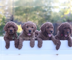 Goldendoodle (Miniature) Puppy for sale in RIO LINDA, CA, USA