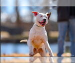 Small #15 American Pit Bull Terrier Mix