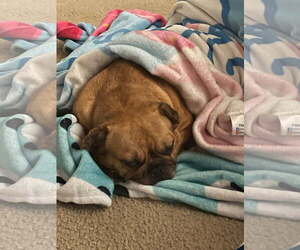 French Bulldog Dogs for adoption in Bandera, TX, USA