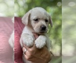 Small #10 Labrador Retriever