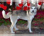 Small Photo #3 Siberian Husky Puppy For Sale in West Valley, UT, USA