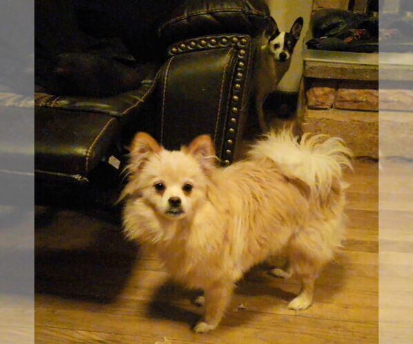 Medium Photo #4 Shiranian Puppy For Sale in Aurora, IN, USA