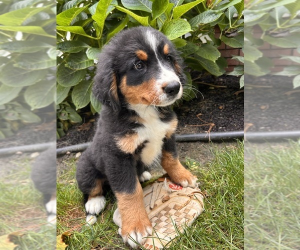 Medium Photo #3 Bernese Mountain Dog Puppy For Sale in MIDDLEBURY, IN, USA