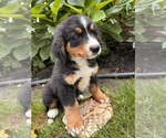Small #2 Bernese Mountain Dog