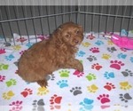 Small Photo #5 Cockapoo-Poodle (Miniature) Mix Puppy For Sale in ORO VALLEY, AZ, USA