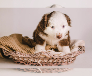 Miniature Australian Shepherd Puppy for sale in HICKORY, NC, USA