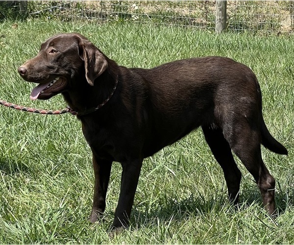 Medium Photo #1 Labrador Retriever Puppy For Sale in NEOLA, WV, USA