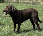 Small Photo #1 Labrador Retriever Puppy For Sale in NEOLA, WV, USA