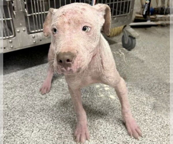Medium Photo #2 American Pit Bull Terrier-Unknown Mix Puppy For Sale in Houston, TX, USA