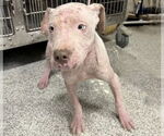 Small #1 American Pit Bull Terrier Mix