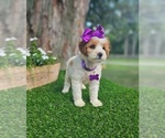 Small #3 Goldendoodle-Poodle (Toy) Mix