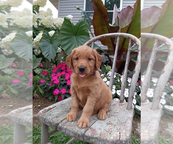 Medium Photo #51 Golden Retriever Puppy For Sale in GREENWOOD, WI, USA