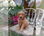 Small Photo #51 Golden Retriever Puppy For Sale in GREENWOOD, WI, USA