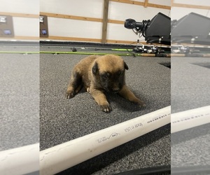 Belgian Malinois Puppy for sale in BUNCH, OK, USA