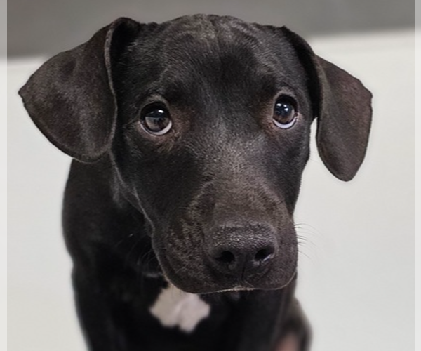 Medium Photo #1 Mutt Puppy For Sale in Studio City, CA, USA
