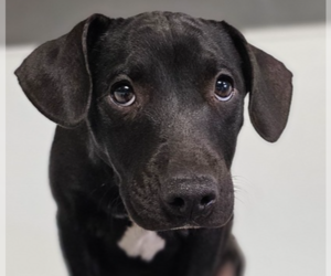 Mutt Dogs for adoption in Studio City, CA, USA