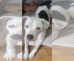 Monteray - Male American Pit Bull Terrier-Unknown Mix Dog for Adoption - Photo #22