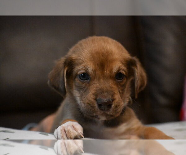 Medium Photo #1 Labrador Retriever-Unknown Mix Puppy For Sale in Holly Springs, NC, USA