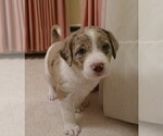 Small Photo #6 Labradoodle Puppy For Sale in ALBUQUERQUE, NM, USA