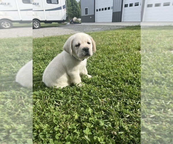Medium Photo #7 Labrador Retriever Puppy For Sale in BLANCHESTER, OH, USA