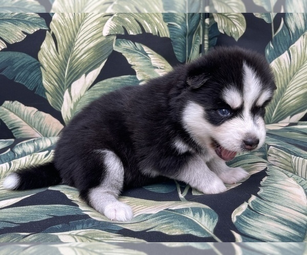 Medium Photo #13 Pomsky-Siberian Husky Mix Puppy For Sale in WINDERMERE, FL, USA