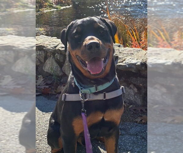Medium Photo #5 Rottweiler Puppy For Sale in Hillsboro, NH, USA