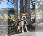 Small Siberian Husky Mix