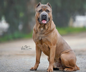 Father of the Cane Corso puppies born on 07/16/2026