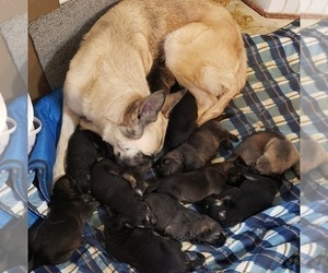 Mother of the German Shepherd Dog puppies born on 03/28/2023