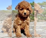 Small Photo #3 Poodle (Toy) Puppy For Sale in HAYWARD, CA, USA