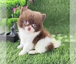 Small #1 Pomeranian