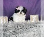 Small #3 Shih Tzu