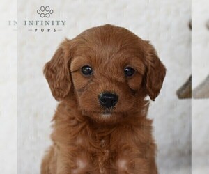 Cavapoo Puppy for sale in DORNSIFE, PA, USA