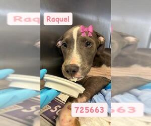 American Staffordshire Terrier-Unknown Mix Dogs for adoption in San Antonio, TX, USA