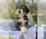 Small Photo #18 Australian Shepherd Puppy For Sale in FARMVILLE, VA, USA