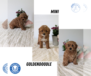 Goldendoodle (Miniature) Puppy for sale in GOSHEN, IN, USA