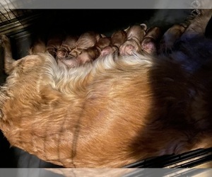 Golden Retriever Puppy for Sale in SAN BERNARDINO, California USA