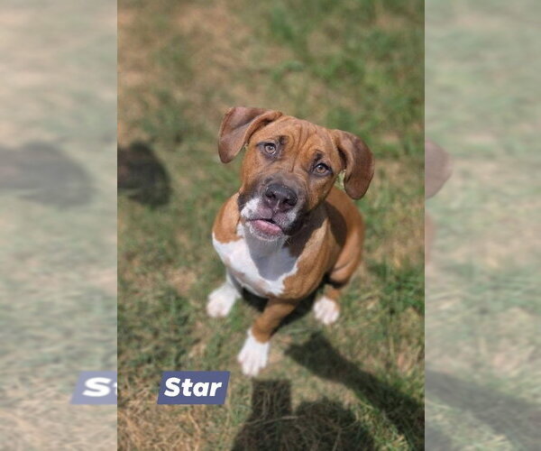 Medium Photo #1 Boxer-Unknown Mix Puppy For Sale in Brewster, NY, USA