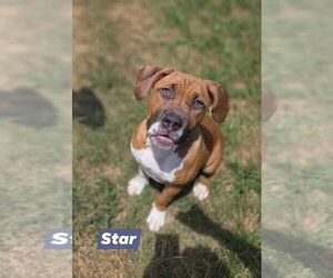 Boxer-Unknown Mix Dogs for adoption in Brewster, NY, USA