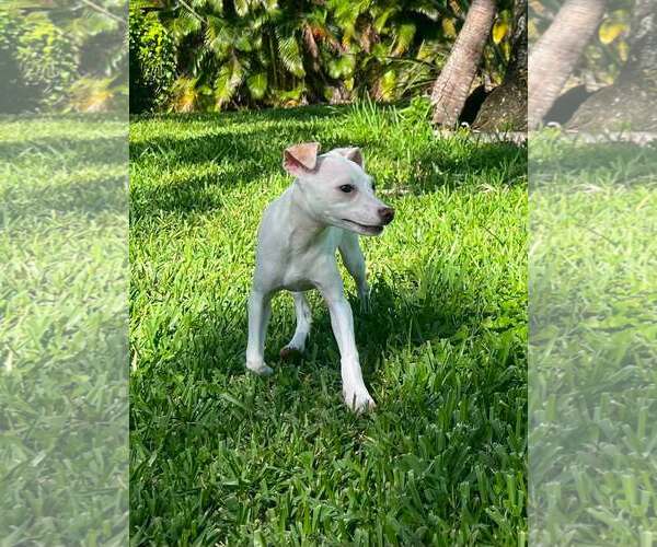 Medium Photo #3 Jack Chi Puppy For Sale in Pompano Beach , FL, USA