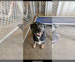 Small #1 Mutt